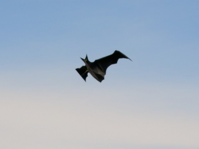 Drachen &raquo; meine_drachen &raquo; Einleiner &raquo; Flapping_Bat
