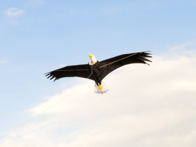 Drachen &raquo; meine_drachen &raquo; Einleiner &raquo; eagle