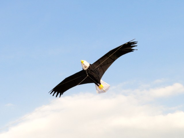 eagle002