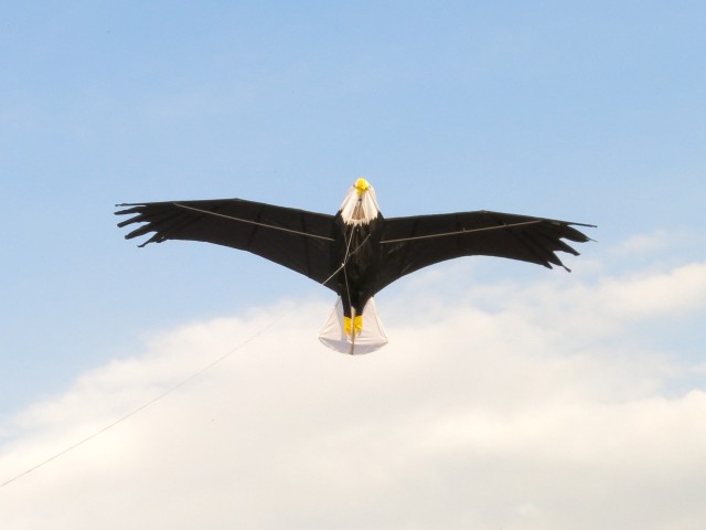eagle003