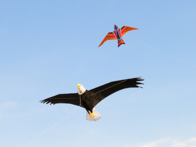 eagle004