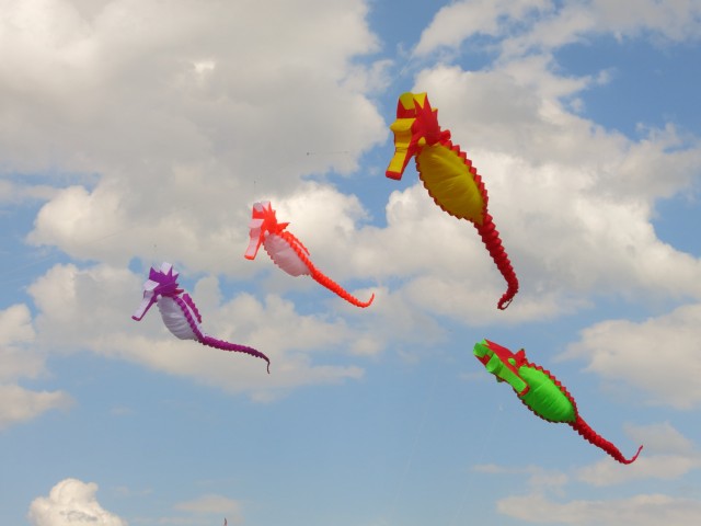 Seepferdchen_Artlenburg002