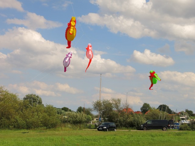 Seepferdchen_Artlenburg003