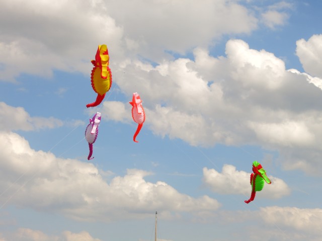 Seepferdchen_Artlenburg004
