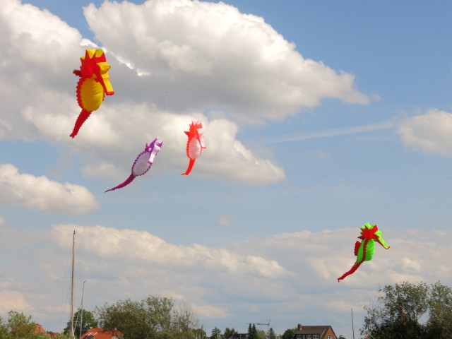 Seepferdchen_Artlenburg005