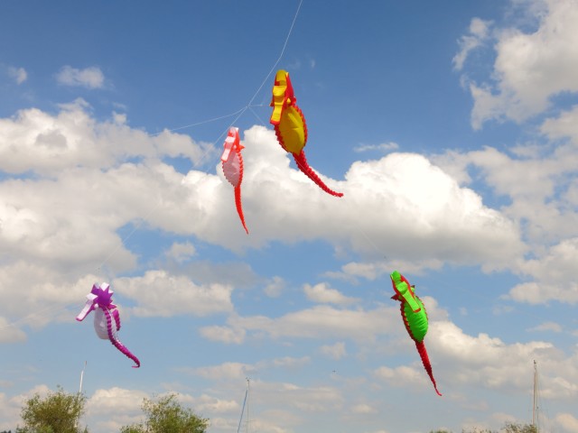Seepferdchen_Artlenburg008